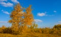 red autumn birch tree forest under blue cloudy sky Royalty Free Stock Photo