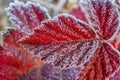 Red autumn blueberry leaves covered with frost crystals Royalty Free Stock Photo