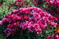 Red tiny autumn Chrysanthemum flowers bloom close-up Royalty Free Stock Photo