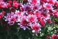 Red small autumn Chrysanthemum flowers bloom close-up Royalty Free Stock Photo