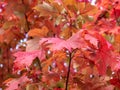 Red autumn colored maple leaves Royalty Free Stock Photo