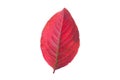 Red autumn fall leaf isolated on white background Royalty Free Stock Photo