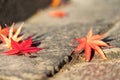 Red autumn fall leaves on sidewalk in city Royalty Free Stock Photo