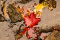 Red autumn fallen maple leaf in the river water between the stones Royalty Free Stock Photo