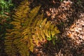 Red autumn fern in the forest in the morning sun