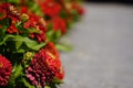 Red autumn flowers zinnia as the frame. place for text - copy space. screensaver, background