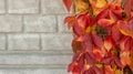Red autumn foliage on a stone fence Royalty Free Stock Photo