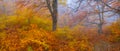 Red autumn forest in dense mist Royalty Free Stock Photo