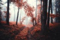 Red autumn forest. Enchanted forest scene with mysterious fog Royalty Free Stock Photo