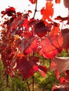 Red autumn grape leaves