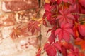 Red autumn ivy leaves, foliage on brick wall. Beautiful  Fall background, texture Royalty Free Stock Photo