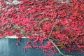 Red autumn ivy, main cemetery Mirogoj, Zagreb, Croatia