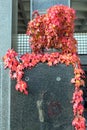 Red autumn ivy, main cemetery Mirogoj, Zagreb, Croatia