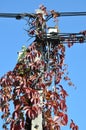 Red autumn ivy