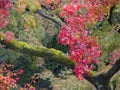 Red Autumn Japanese garden Royalty Free Stock Photo