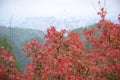 Red Autumn Japanese garden Royalty Free Stock Photo