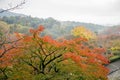 Red Autumn Japanese garden Royalty Free Stock Photo