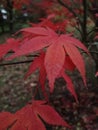 Red autumn Japanesemaple acer tree leaf Royalty Free Stock Photo