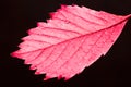 Red autumn leaf Royalty Free Stock Photo