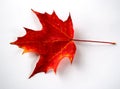 Red Autumn Leaf Royalty Free Stock Photo