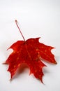Red Autumn Leaf Royalty Free Stock Photo