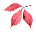 Red autumn leaf Royalty Free Stock Photo