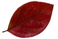 Red autumn leaf Royalty Free Stock Photo