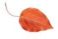 Red autumn leaf Royalty Free Stock Photo