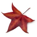 Red autumn leaf of an American sweetgum tree