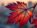 Red Autumn Leaf Backlit at Sunrise Royalty Free Stock Photo