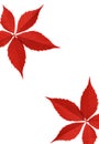 Red autumn leaf border Royalty Free Stock Photo