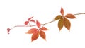 Red autumn leaf branch isolated on the white background Royalty Free Stock Photo