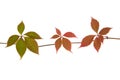 Red autumn leaf branch isolated on the white background Royalty Free Stock Photo