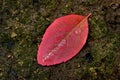 Red Autumn Leaf on Dark Dirt Ground Water Drops Royalty Free Stock Photo