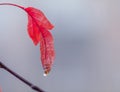 Red autumn leaf with a drop of rain on a branch on a gray blurred background. Natural concept. Copy space. Royalty Free Stock Photo