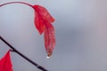 Red autumn leaf with a drop of rain on a branch on a gray blurred background. Natural concept. Copy space. Royalty Free Stock Photo