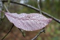 Red autumn leaf with drops of water close-up on a blurred forest background. Autumn background Royalty Free Stock Photo