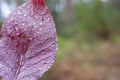 Red autumn leaf with drops of water close-up on a blurred forest background. Autumn background Royalty Free Stock Photo