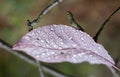 Red autumn leaf with drops of water close-up on a blurred forest background. Autumn background Royalty Free Stock Photo