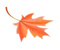 Red Autumn Leaf Fallen from Maple Tree Vector Royalty Free Stock Photo