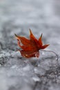 Frozen Red autumn leaf falling into a freezing snowing icy ground Royalty Free Stock Photo