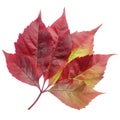 Red autumn leaf of girlish grapes isolated on white background Royalty Free Stock Photo