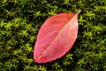 Red Autumn Leaf on Green Moss Lush Growth With Water Drops Royalty Free Stock Photo