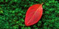 Red Autumn Leaf on Green Moss Lush Growth With Water Drops Royalty Free Stock Photo