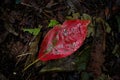 Red autumn leaf on the ground in the forest. foliage in the park. Falling leaves natural background Royalty Free Stock Photo