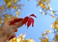 Red autumn leaf in a hand on the yellow trees and blue sky background Royalty Free Stock Photo