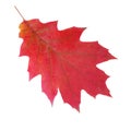 Red autumn leaf isolated on a white background. Northern Red Oak Royalty Free Stock Photo