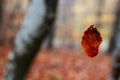 Red autumn leaf levitating in the air on a spider thread