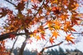 Red autumn leaf lighted up by sunshine in Obara, Nagoya, Japan Royalty Free Stock Photo