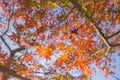 Red autumn leaf lighted up by sunshine in Obara, Nagoya, Japan Royalty Free Stock Photo